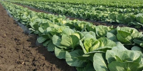 Šta se može saditi posle kupusa sledeće godine u bašti